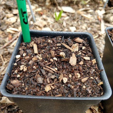 Cannatonic growlog photo