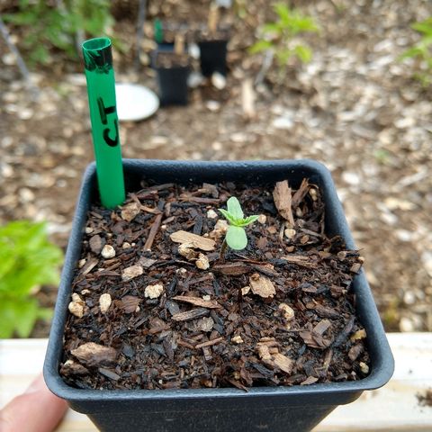 Cannatonic growlog photo