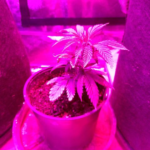 Harlequin #2 growlog timeline photo