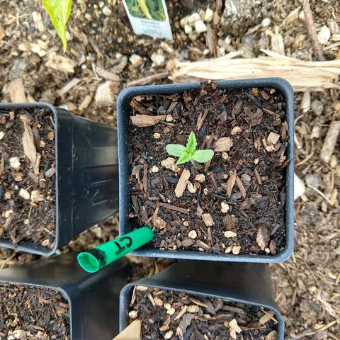 Cannatonic growlog photo