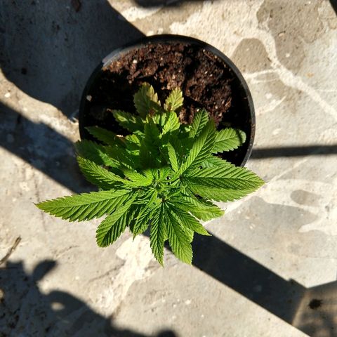 Harlequin #2 growlog timeline photo