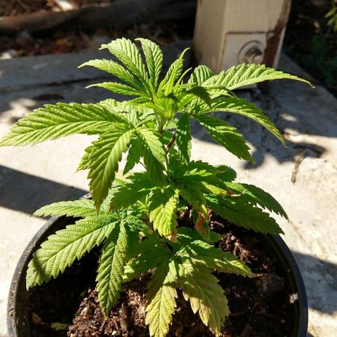 Harlequin #2 growlog timeline photo