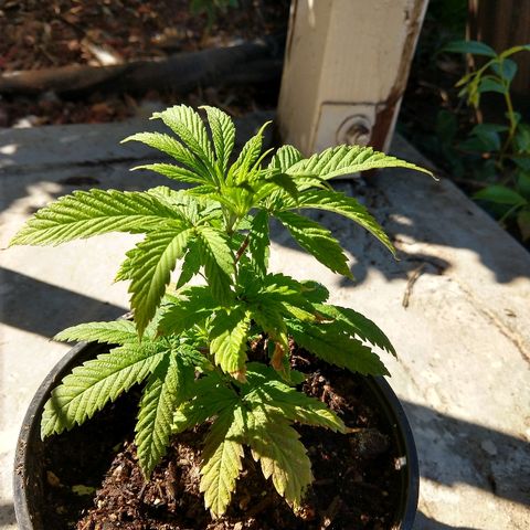 Harlequin #2 growlog timeline photo