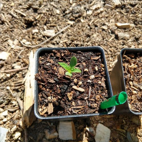Cannatonic growlog timeline photo