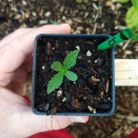 Cannatonic growlog timeline photo