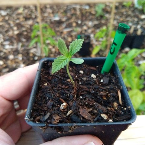 Cannatonic growlog timeline photo