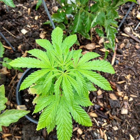 Harlequin #2 growlog timeline photo
