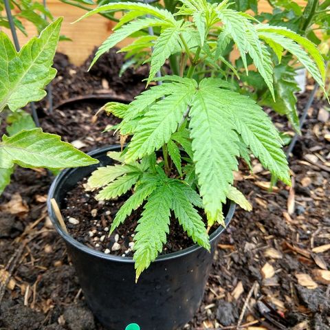 Harlequin #2 growlog timeline photo