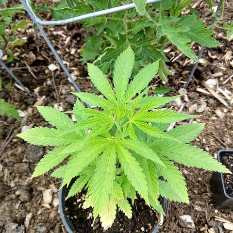 Harlequin #2 growlog timeline photo