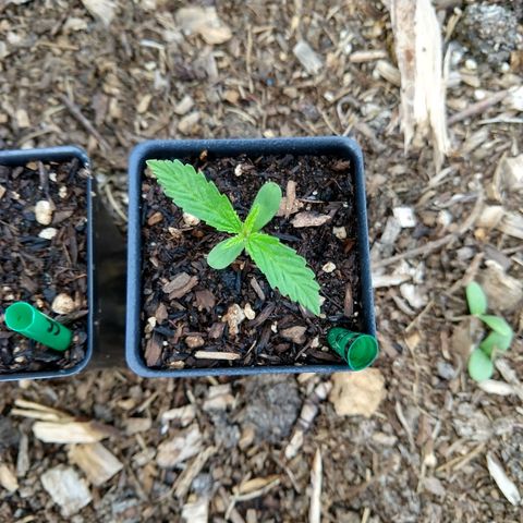 Cannatonic growlog timeline photo