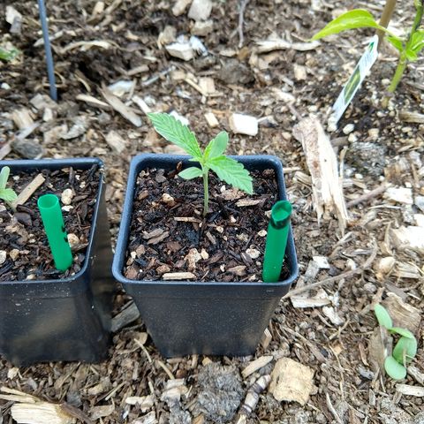 Cannatonic growlog timeline photo