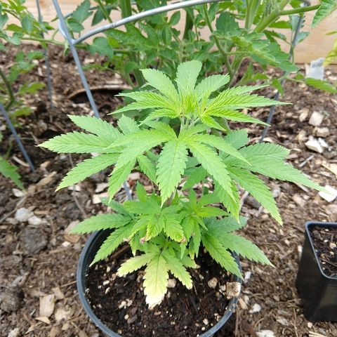 Harlequin #2 growlog timeline photo