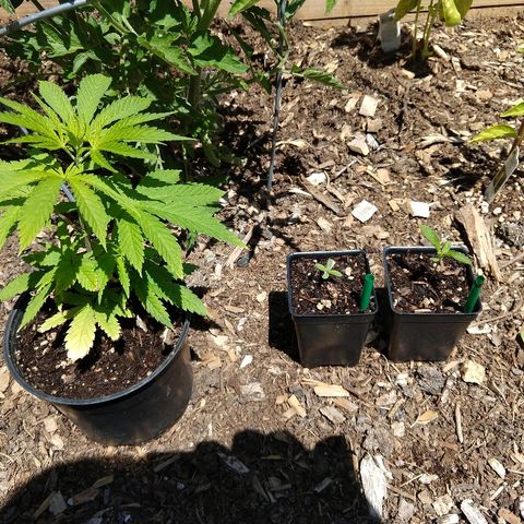 Harlequin #2 growlog timeline photo