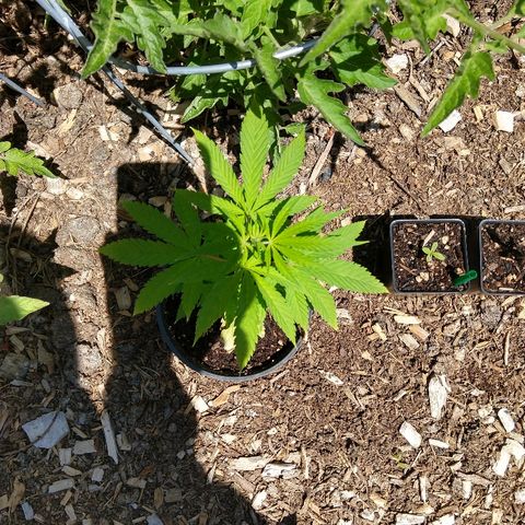 Harlequin #2 growlog timeline photo