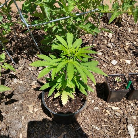 Harlequin #2 growlog timeline photo