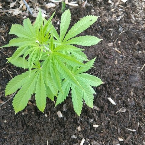 Harlequin #2 growlog timeline photo