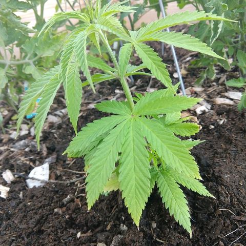 Harlequin #2 growlog timeline photo