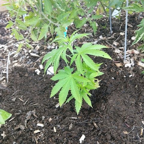 Harlequin #2 growlog timeline photo