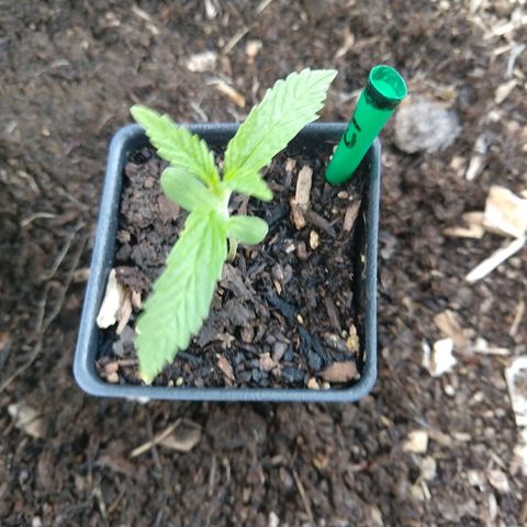 Cannatonic growlog timeline photo