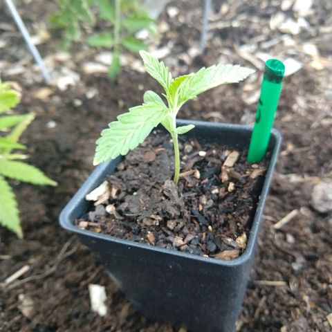 Cannatonic growlog timeline photo