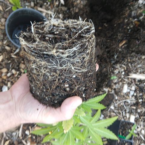 Harlequin #2 growlog photo: Roots before transplant.