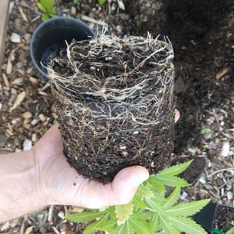 Harlequin #2 growlog photo: Roots before transplant.