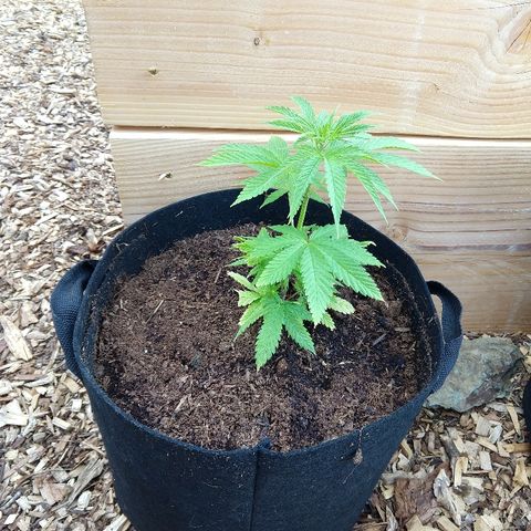 Harlequin #2 growlog timeline photo