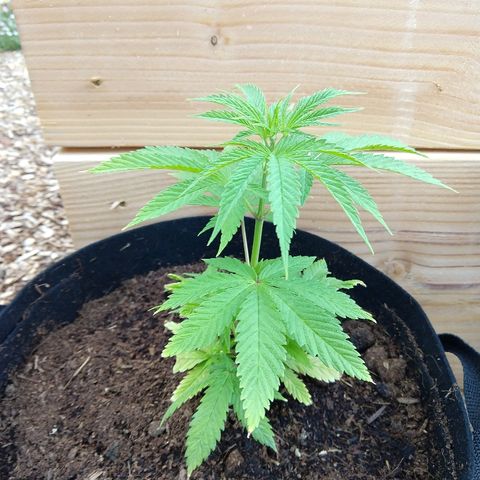 Harlequin #2 growlog timeline photo