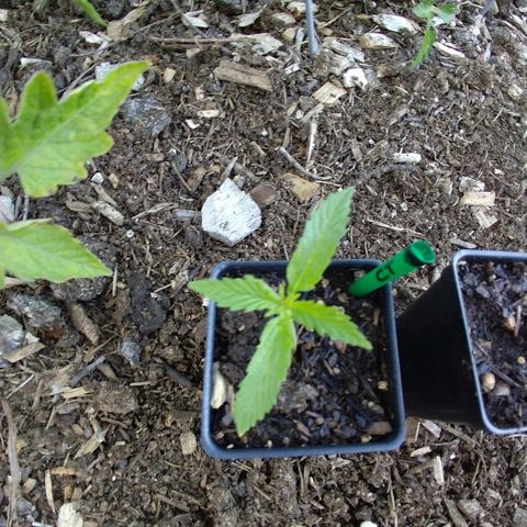 Cannatonic growlog timeline photo