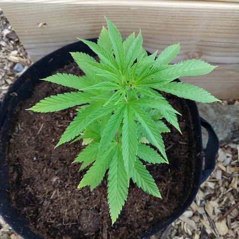 Harlequin #2 growlog timeline photo
