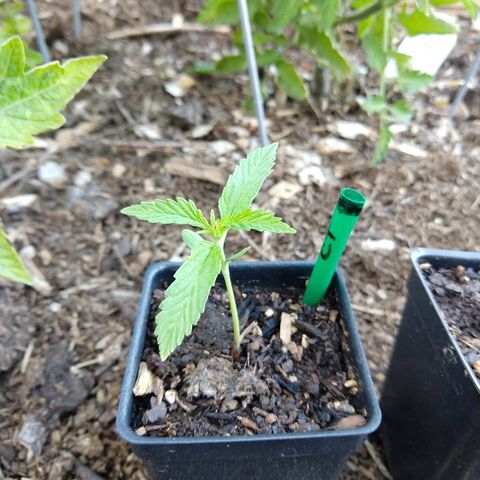 Cannatonic growlog timeline photo