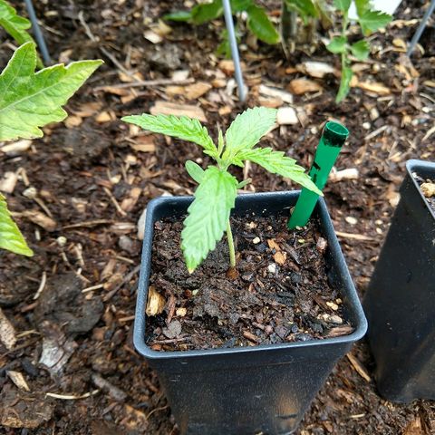 Cannatonic growlog timeline photo