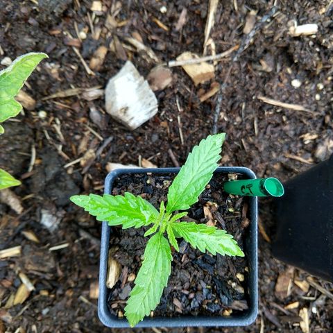 Cannatonic growlog timeline photo
