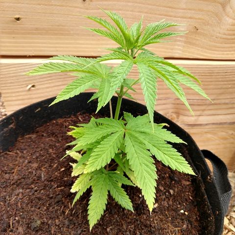 Harlequin #2 growlog timeline photo