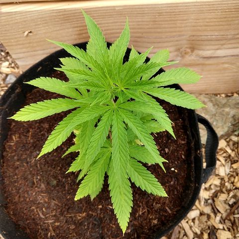 Harlequin #2 growlog timeline photo