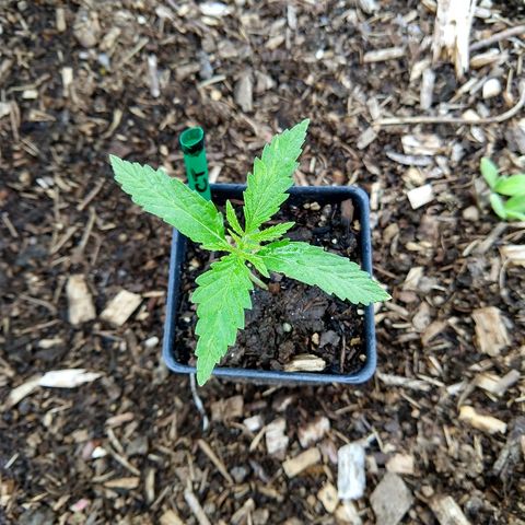 Cannatonic growlog timeline photo