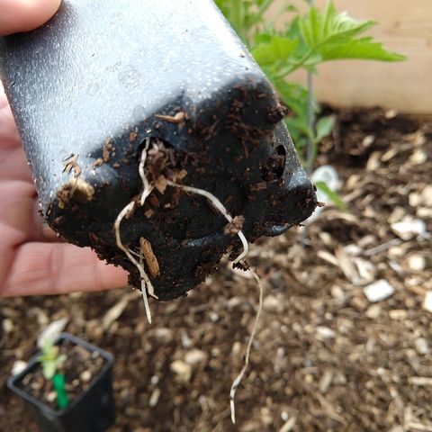 Cannatonic growlog timeline photo