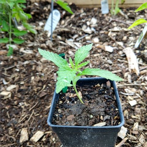 Cannatonic growlog timeline photo