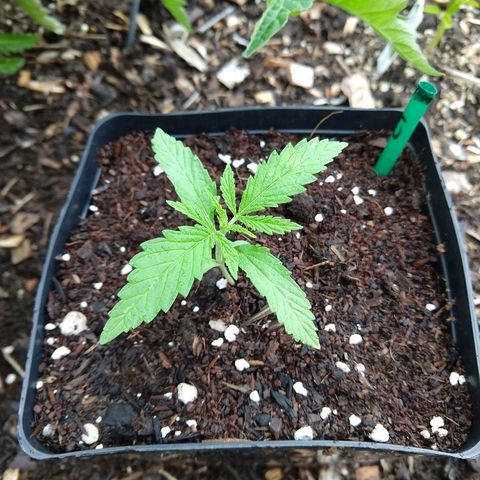 Cannatonic growlog timeline photo