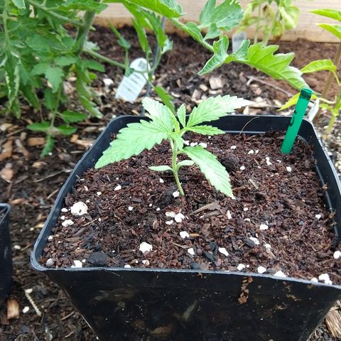 Cannatonic growlog timeline photo