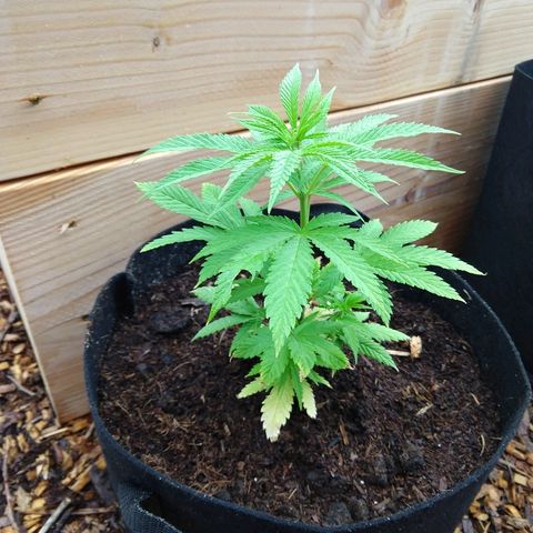 Harlequin #2 growlog timeline photo