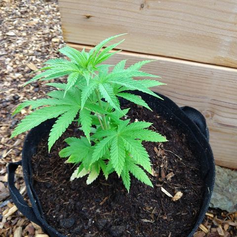 Harlequin #2 growlog timeline photo