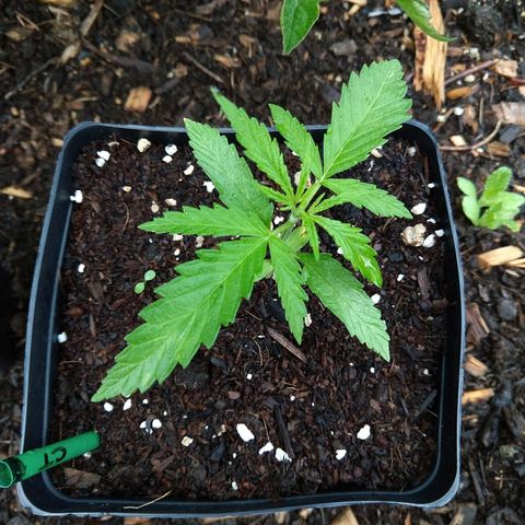 Cannatonic growlog timeline photo