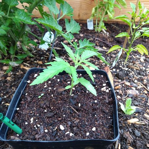 Cannatonic growlog timeline photo