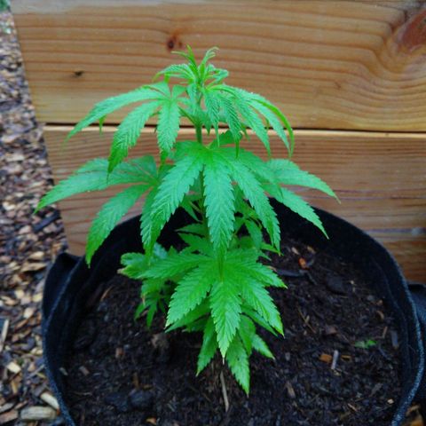 Harlequin #2 growlog timeline photo