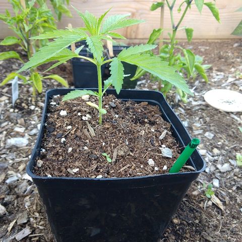 Cannatonic growlog timeline photo