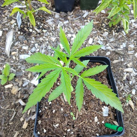 Cannatonic growlog timeline photo