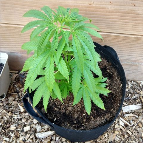 Harlequin #2 growlog timeline photo