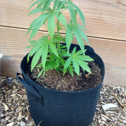 Harlequin #2 growlog timeline photo