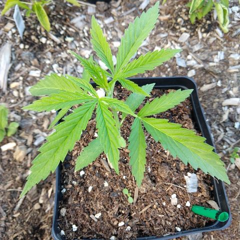 Cannatonic growlog timeline photo